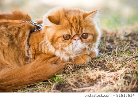 Red Persian cat with a leash walking in the yard. Red Persian cat with a leash walking in the yard. 81615634