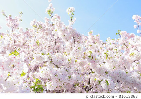 Sakura and sky 81615868