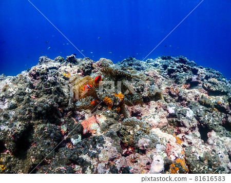 Light, blue and anemone fish 81616583