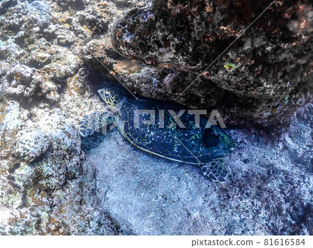 The turtle fits in. 81616584