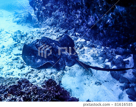 Giant round ribbontail nap 81616585