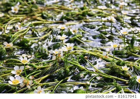 滋賀縣鮫井宿地藏川 盛開的可愛梅花藻 照片素材 圖片 圖庫 滋賀縣鮫井宿地藏川 盛開的可愛梅花藻 照片素材 圖片 圖庫