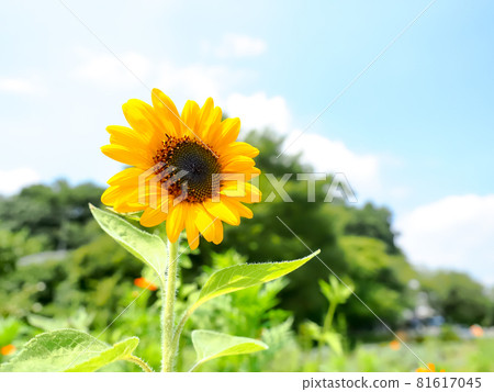 向日葵 81617045
