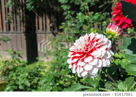 Blooming dali flower Blooming dali flower 81617061
