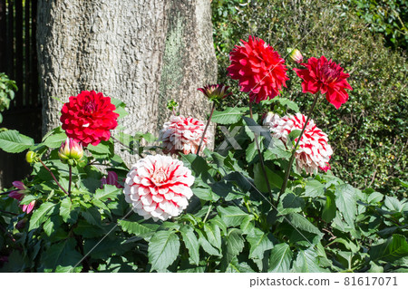 Blooming dali flower Blooming dali flower 81617071