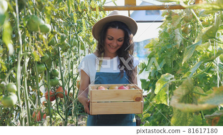 Happy farmer in hat with the produce from the tomato garden. Tomatoes ripening in a greenhouse. Ripe and unripe grape tomatoes farm, Fresh tomatoes plants. 81617180