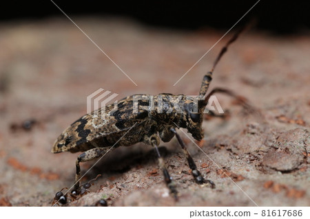 Naga Gomakokami Naga Gomakokami 81617686