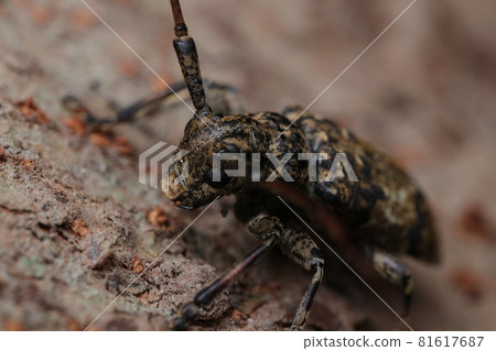 Naga Gomakokami Naga Gomakokami 81617687