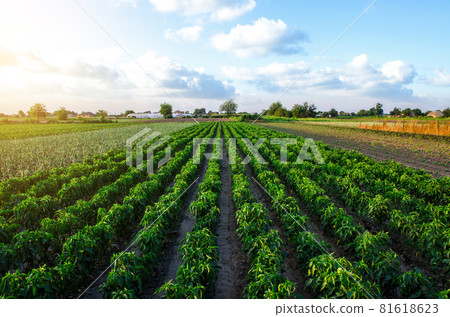 A farm field planted with pepper crops. Growing capsicum peppers, leeks and eggplants. Growing organic vegetables on open ground. Food production. Agroindustry agribusiness. Agriculture, farmland. A farm field planted with pepper crops. Growing capsicum peppers, leeks and eggplants. Growing organic vegetables on open ground. Food production. Agroindustry agribusiness. Agriculture, farmland. 81618623