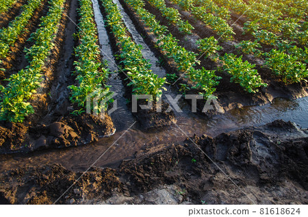 Plantation water flow control. Water flows through canals. European farming. Agriculture. Agronomy. Agroindustry and agribusiness. Growing vegetables and food. Surface irrigation of crops. Plantation water flow control. Water flows through canals. European farming. Agriculture. Agronomy. Agroindustry and agribusiness. Growing vegetables and food. Surface irrigation of crops. 81618624