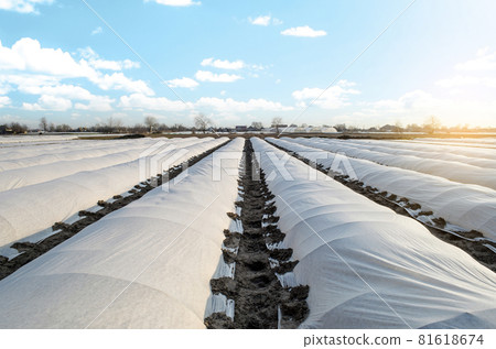 Farm potato plantation field is covered with spunbond spunlaid nonwoven agricultural fabric. Create a greenhouse effect. Earlier potatoes, care and protection of young plants from night frost. 81618674