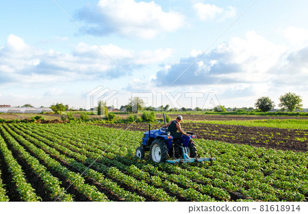 Farmer on a tractor cultivates a potato plantation. Agroindustry and agribusiness. Farm machinery. Plowing and loosening ground. Soil quality improvement. Plantation care. Agronomy. Farming landscape Farmer on a tractor cultivates a potato plantation. Agroindustry and agribusiness. Farm machinery. Plowing and loosening ground. Soil quality improvement. Plantation care. Agronomy. Farming landscape 81618914