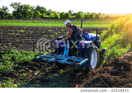 Farmer on a tractor cultivates a potato plantation. Plantation care. Farm machinery. Plowing and loosening ground. Soil quality improvement. Agronomy. Agroindustry and agribusiness. Farming landscape 81618915