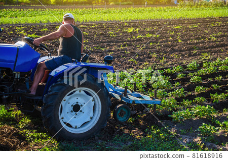 A farmer on a tractor cultivates a potato plantation. Agroindustry and agribusiness. Farm machinery. Crop care, soil quality improvement. Plowing and loosening ground. Field work cultivation. 81618916