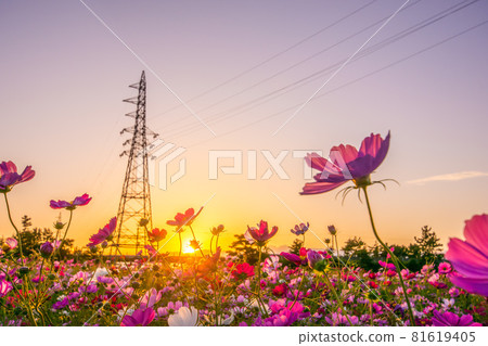 Cosmos sunset 81619405