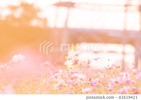 Cosmos sunset 81619421