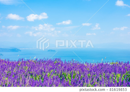 Lake Biwa View Blue Salvia 81619853