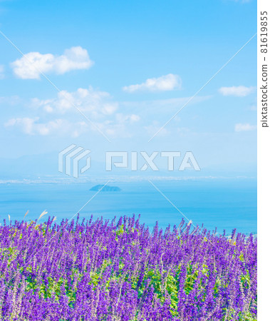 琵琶湖展望藍丹參 81619855