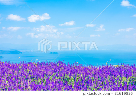 Lake Biwa View Blue Salvia Lake Biwa View Blue Salvia 81619856