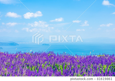 Lake Biwa View Blue Salvia Lake Biwa View Blue Salvia 81619861