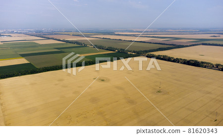 Aerial drone view flight over large yellow wheat field 81620343