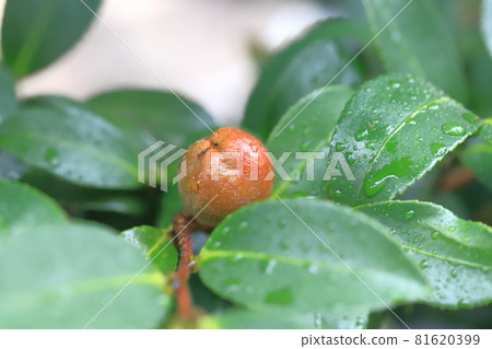 Sasanqua fruit 81620399