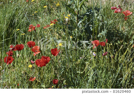 The great green carpet of nature in spring 81620460