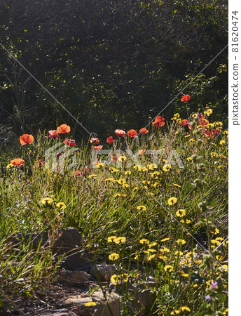 Flowers and plants being born in the bright spring Flowers and plants being born in the bright spring 81620474