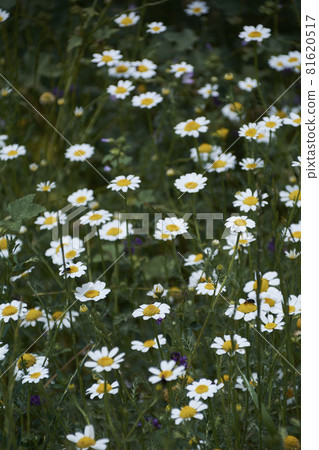 Carpet of flowers in the bright and warm spring, Carpet of flowers in the bright and warm spring, 81620517
