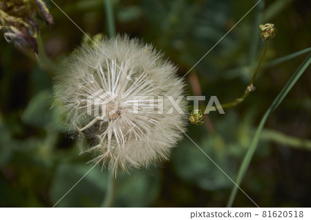 White flower in spring that looks like a ball. White flower in spring that looks like a ball. 81620518
