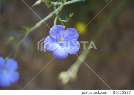 The small flower discarding on the green mantle. 81620527