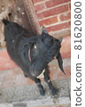 A black goat tilting its head in Kathmandu, Nepal 81620800