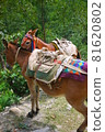 Stylish donkeys carry loads on Nepal's Everest 81620802