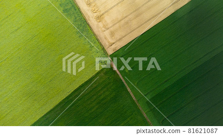 Four halves of the fields. Yellow wheat and green field. Four halves of the fields. Yellow wheat and green field. 81621087