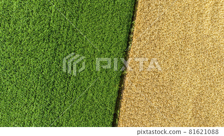 Two halves of the fields. Yellow wheat and green field. Two halves of the fields. Yellow wheat and green field. 81621088
