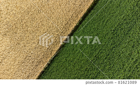 Two halves of the fields. Yellow wheat and green field. Two halves of the fields. Yellow wheat and green field. 81621089