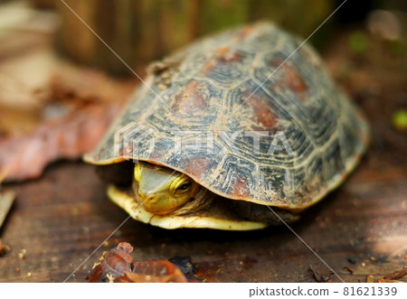 烏龜把四肢藏在殼裡 烏龜把四肢藏在殼裡 81621339