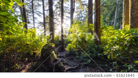 Hiking Path to Mystic Beach in the Vibrant Rainforest 81621645