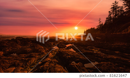 Botanical Beach on the West Coast of Pacific Ocean. 81621647