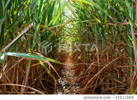 A sugarcane field full of sugarcane I saw in Okinawa 81621666