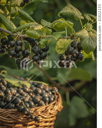 Branch with black currant berries over a wicker basket filled with ripe berries 81622153
