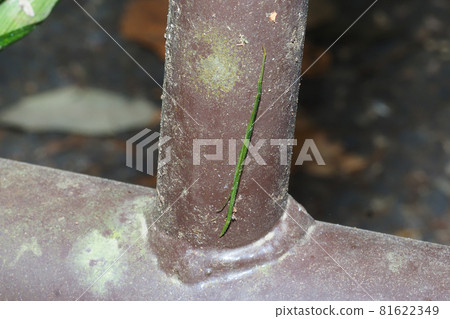 Winter long-tailed spider (green type) 81622349