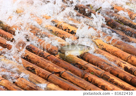 野生香魚在清澈的溪流雅娜中翩翩起舞 81622410