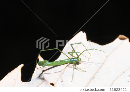 Winter long-tailed spider (green type) 81622421