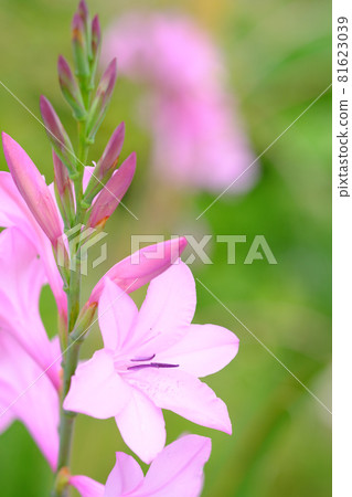 高大可愛的粉紅色野花 81623039