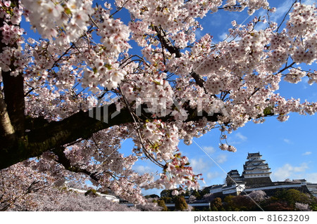 日本兵庫縣姬路市姬路城，世界遺產和國寶，春天的櫻花，藍天和宏偉的城堡塔 81623209