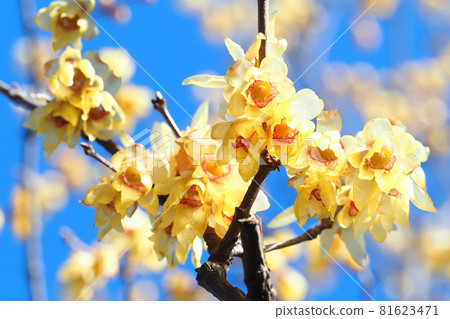Lobai flower Lobai flower 81623471