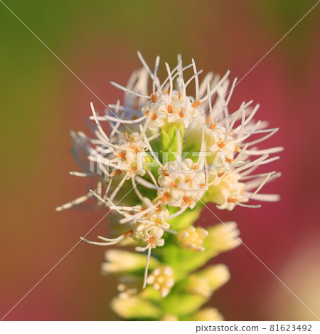 Macro photography of summer flowers Macro photography of summer flowers 81623492
