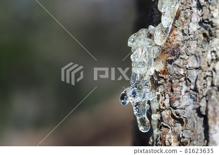 Fir tree resin 81623635