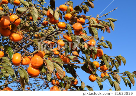 Ripe Shonai persimmon Ripe Shonai persimmon 81623859